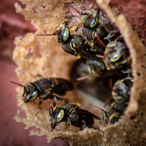 Lebah Trigona Biroi (Tetragonula biroi)