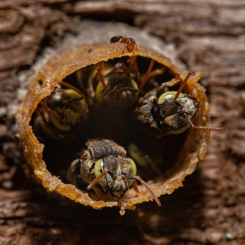 Lebah Trigona Incisa (Wallacetrigona incisa) di sarang